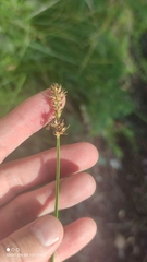 Carex otrubae