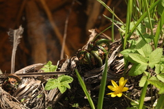 Matteuccia struthiopteris