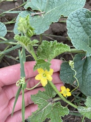 Cucumis melo