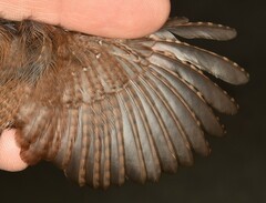Troglodytes hiemalis