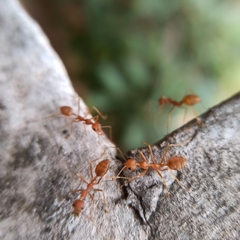 Oecophylla smaragdina