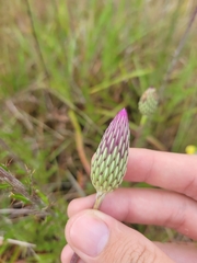 Cirsium lecontei