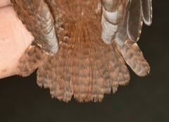 Troglodytes hiemalis