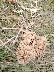 Buccinum undatum