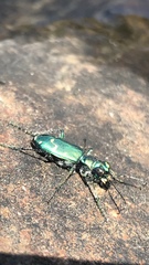 Cicindela