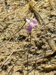 Utricularia resupinata