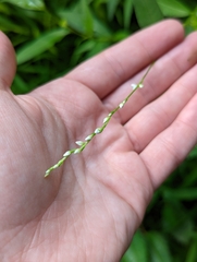 Persicaria punctata