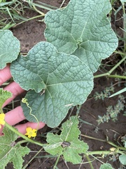 Cucumis melo