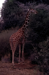 Giraffa camelopardalis reticulata