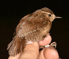 Troglodytes hiemalis