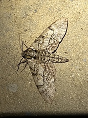 Ceratomia undulosa