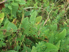 Pseudochorthippus parallelus