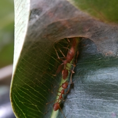 Oecophylla smaragdina