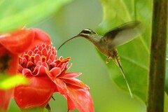 Phaethornis longirostris