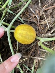 Cucumis melo