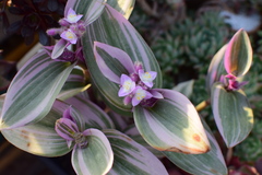 Tradescantia cerinthoides