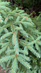 Picea mariana