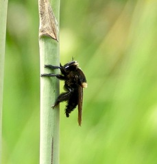 Mallophora leschenaulti