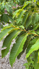 Castanea dentata