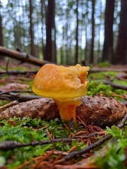 Suillus grevillei