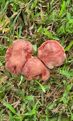 Pulchroboletus rubricitrinus