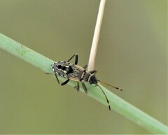 Beosus maritimus