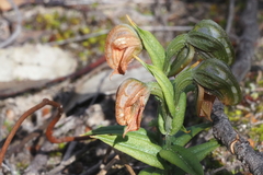 Pterostylis sanguinea