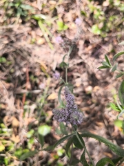 Mentha longifolia