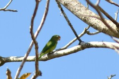 Eupsittula canicularis