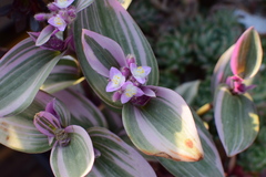 Tradescantia cerinthoides
