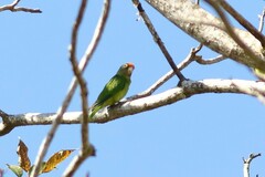 Eupsittula canicularis