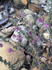 Indigofera alopecuroides