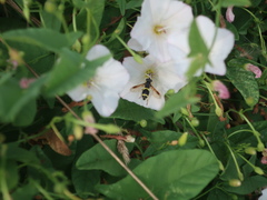 Chrysotoxum bicinctum