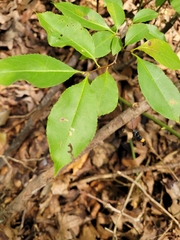 Synanthedon exitiosa