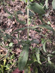 Mentha longifolia