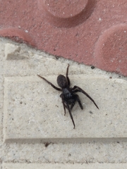 Segestria florentina