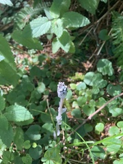 Monotropa uniflora