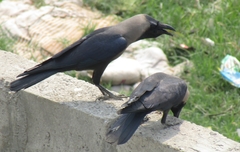 Corvus splendens
