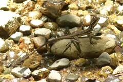 Basiliscus basiliscus