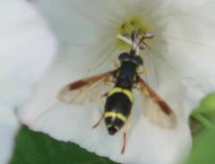 Chrysotoxum bicinctum