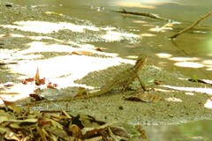 Basiliscus basiliscus