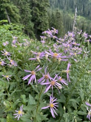 Eucephalus engelmannii