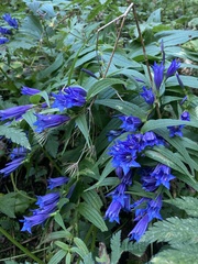Gentiana asclepiadea