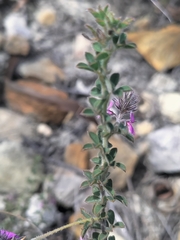 Indigofera alopecuroides