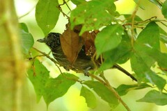 Thamnophilus bridgesi