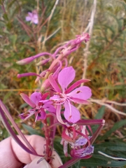 Chamaenerion angustifolium
