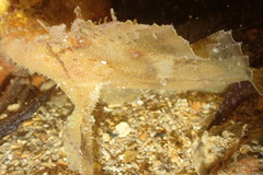 Taenianotus triacanthus