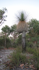 Xanthorrhoea preissii