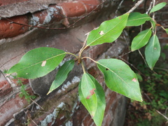 Populus longifolia