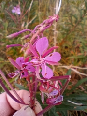 Chamaenerion angustifolium